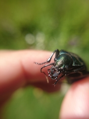 Calosoma retusum