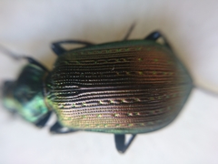 Calosoma retusum
