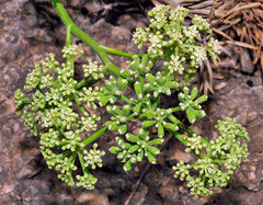 Athamanta vayredana