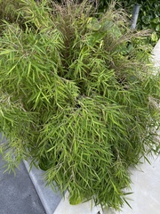 Pogonatherum paniceum