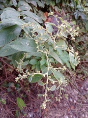 Lepidaploa canescens