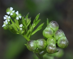 Bifora testiculata