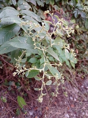 Lepidaploa canescens