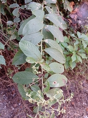 Lepidaploa canescens