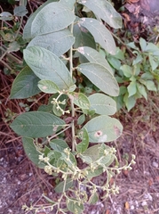 Lepidaploa canescens