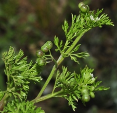 Bifora testiculata