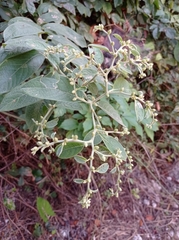 Lepidaploa canescens