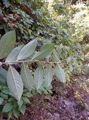 Lepidaploa canescens