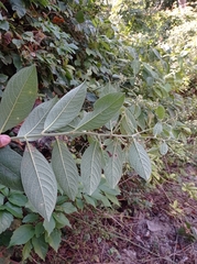 Lepidaploa canescens