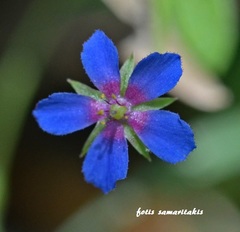 Lysimachia arvensis caerulea