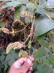 Rhynchosia longeracemosa
