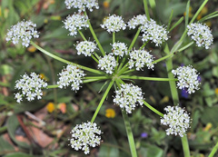 Bunium pachypodum