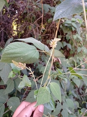 Rhynchosia longeracemosa