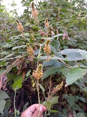 Rhynchosia longeracemosa