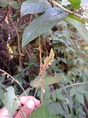 Rhynchosia longeracemosa