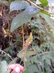 Rhynchosia longeracemosa