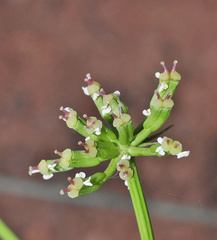 Bunium pachypodum