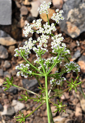 Bunium pachypodum