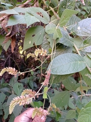 Rhynchosia longeracemosa