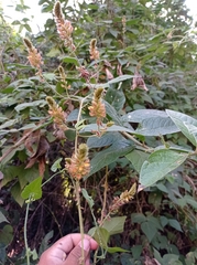 Rhynchosia longeracemosa