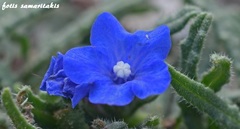 Anchusa cespitosa