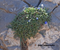 Anchusa cespitosa