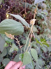 Rhynchosia longeracemosa