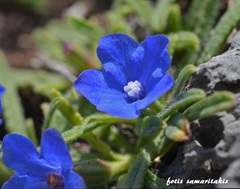 Anchusa cespitosa