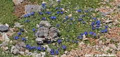 Anchusa cespitosa