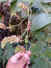 Rhynchosia longeracemosa