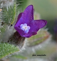 Anchusa hybrida