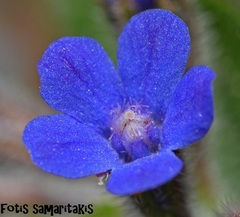 Anchusa azurea