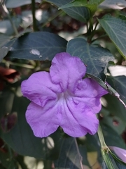 Ruellia breedlovei