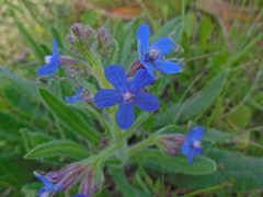 Anchusa azurea