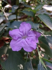 Ruellia breedlovei