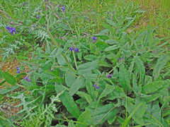 Anchusa hybrida