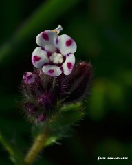 Anchusa variegata