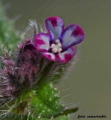 Anchusa variegata