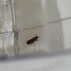 Insecta