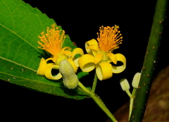 Grewia eriocarpa