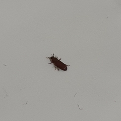 Insecta