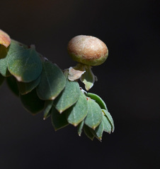 Andrachne telephioides