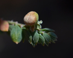 Andrachne telephioides