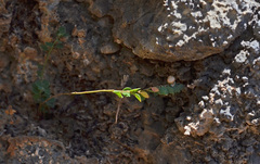 Andrachne telephioides