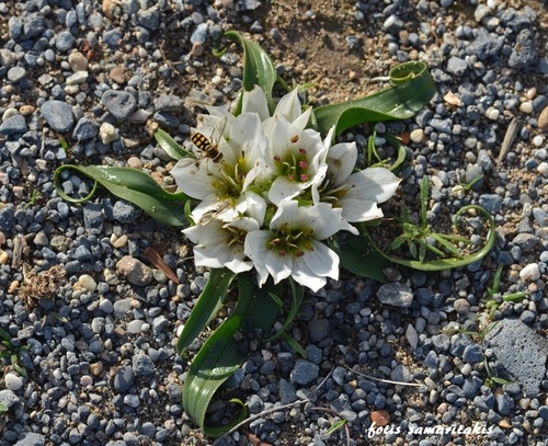 Androcymbium rechingeri