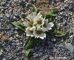 Colchicum rechingeri