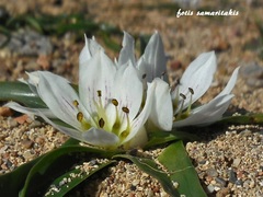 Colchicum rechingeri