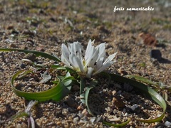 Colchicum rechingeri