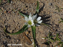 Colchicum rechingeri