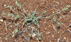 Bupleurum semicompositum